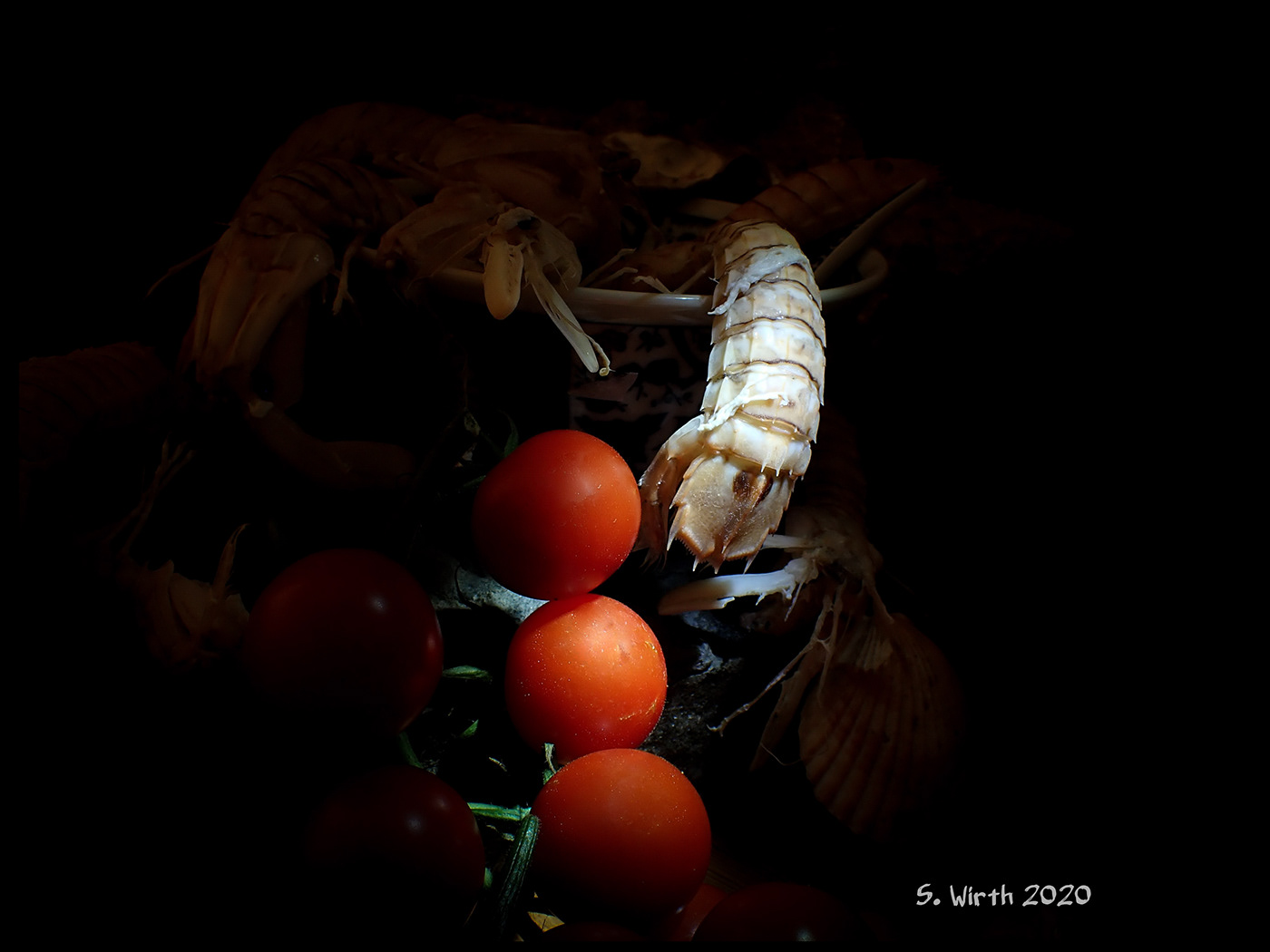 art berlin December 2020 light macro mantis shrimps Stefan F. Wirth stilllife