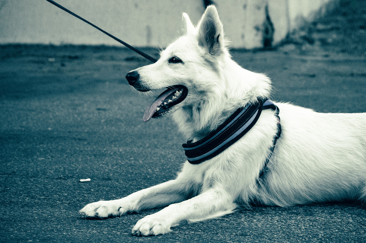 animals dog Editing  photographer Photography  photoshoot portrait postproduction retouch street photography