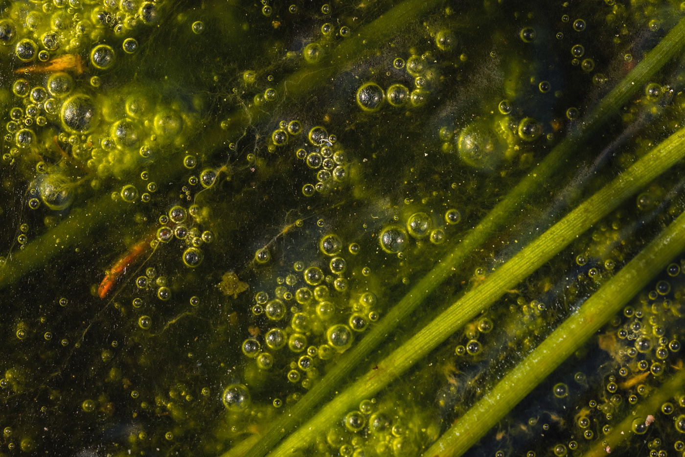 abstract bubbles forest Landscape leaf leaves macro micro swamp water