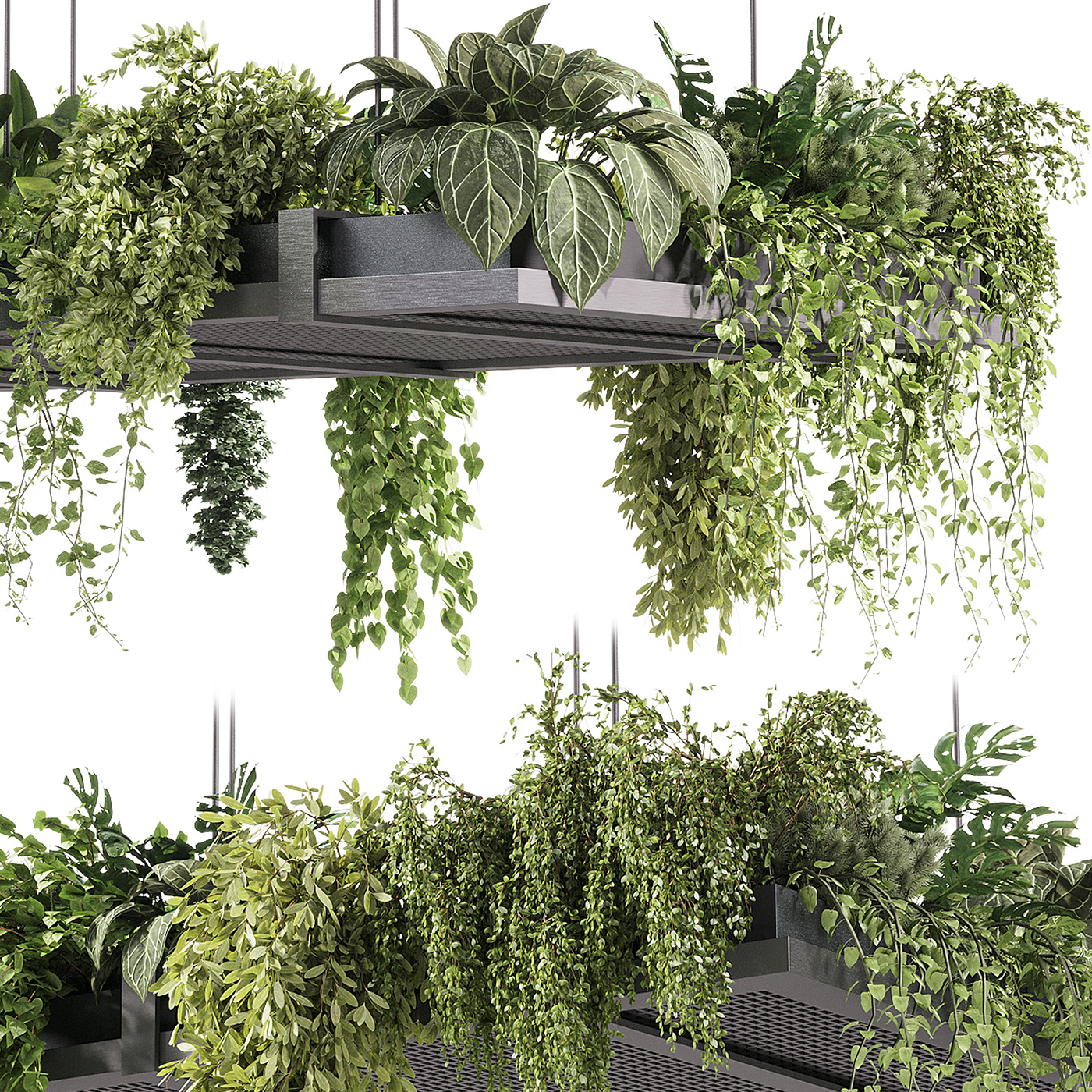 hanging plants modeling 3D Render SpeedTree 3dsmax corona
