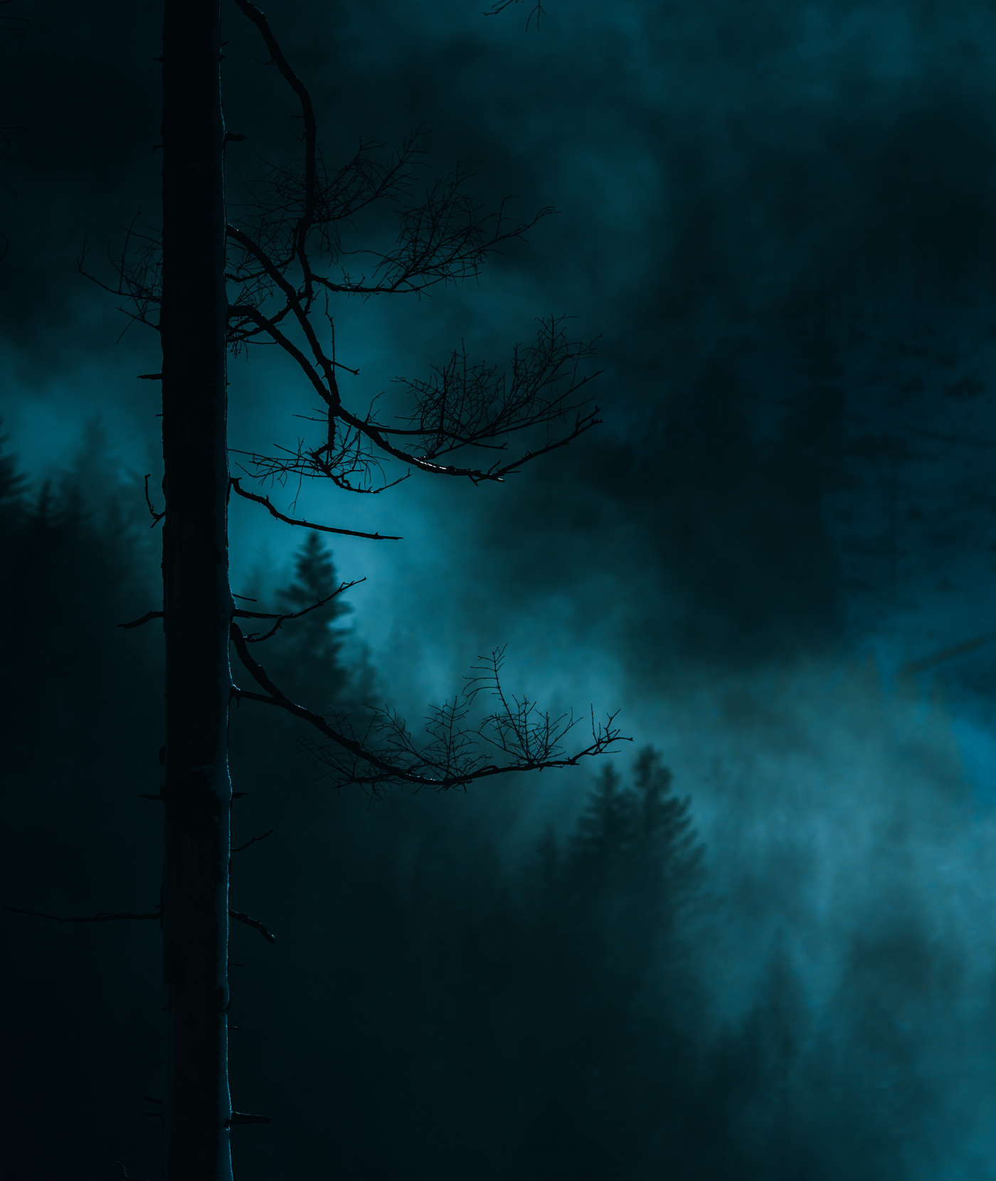dark darkart DAWN forest Landscape landscape photography landscapes Moody moon trees