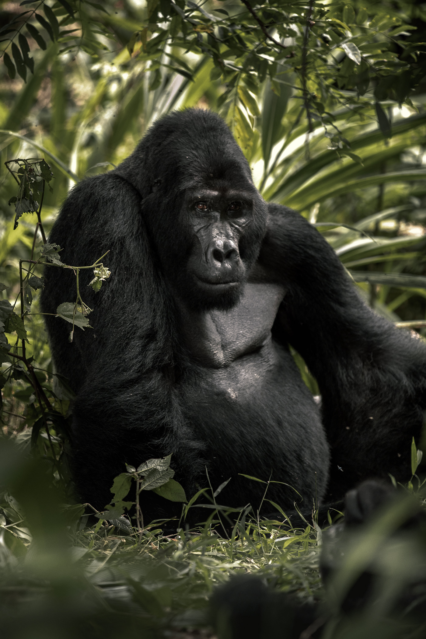Photography  wildlife Canon africa lightroom gorilla tourism adventure Travel safari