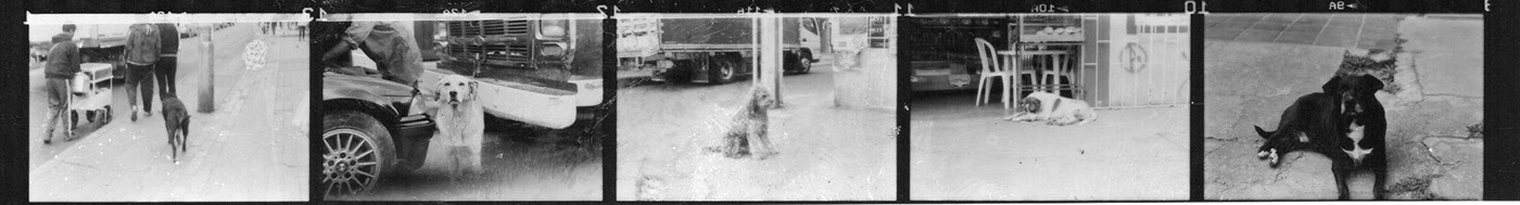dogs Photography  analogic experiment