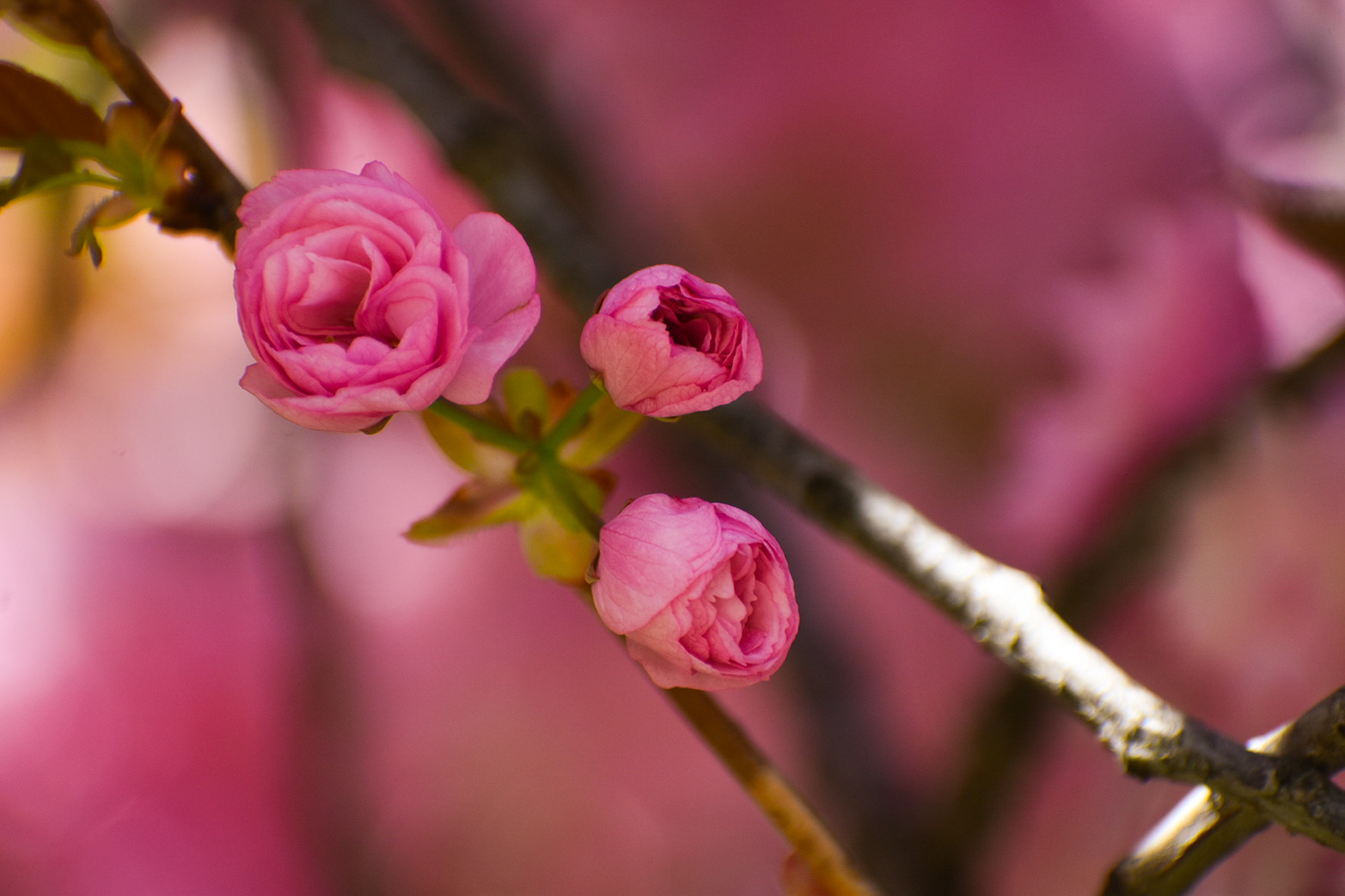 blossoms Kragujevac Nature Nikon D3500 sakura spring