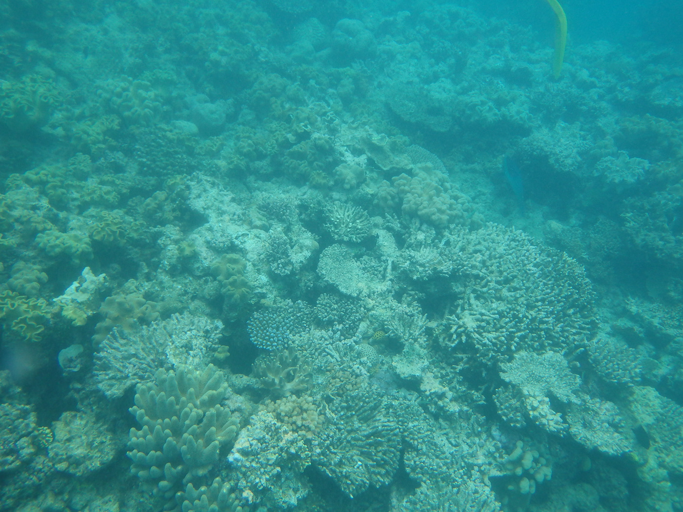 Travel Australia Great Barrier Reef