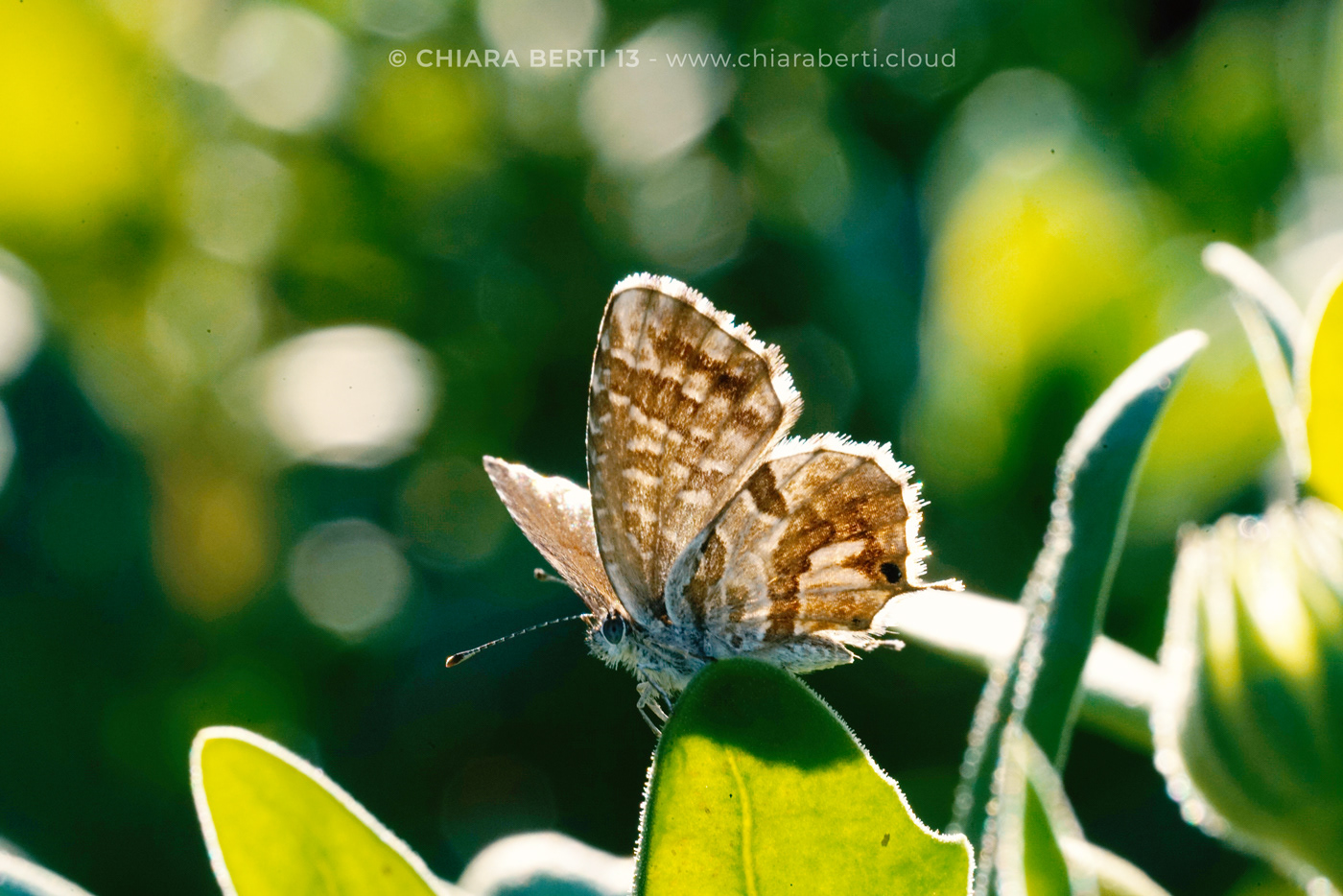 Photography  photographer Nature butterfly macro