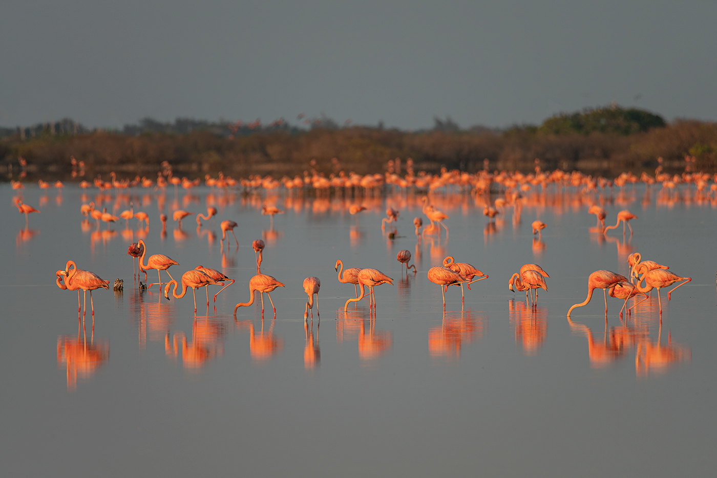 animal bird birdwatching flamingo Nature Photography  pink Travel