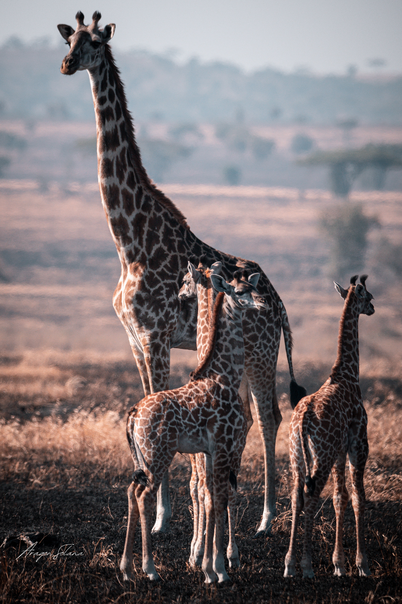 animal africa Buffalo giraffe Canon lightroom Nature