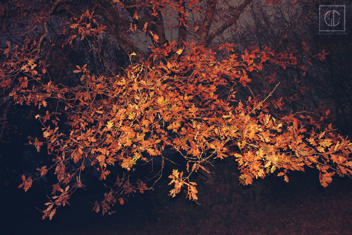 Fall autumn leaves pictures Photography  photoshop trees tawny