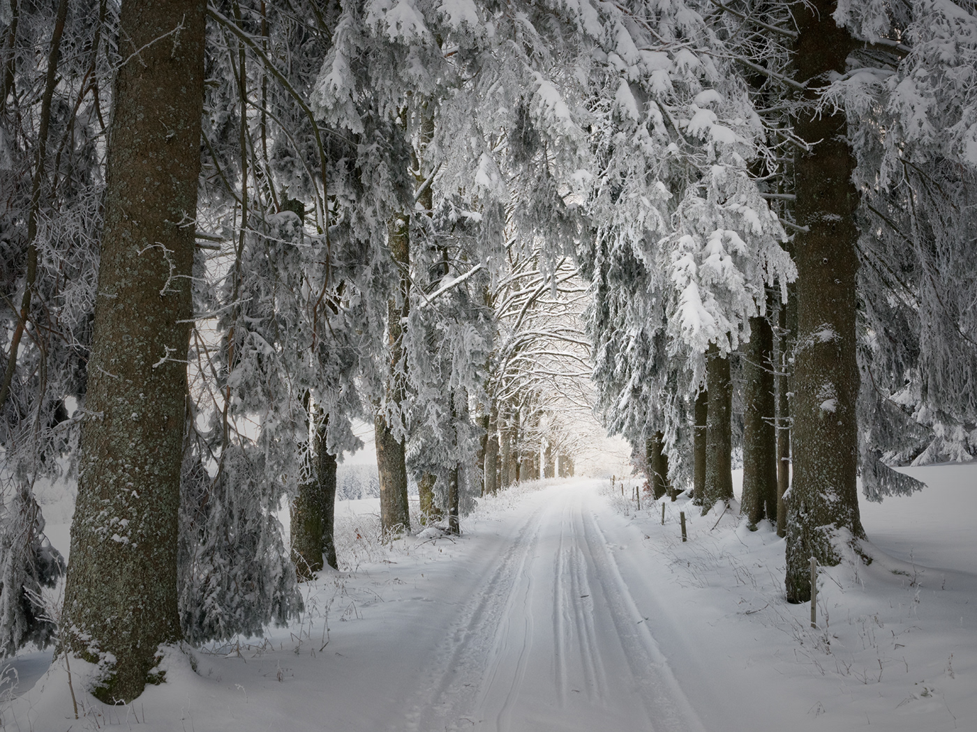 frozen cold czechia frost Landscape Nature Pentax Photography  rudolfvlcek snow Tree  winter