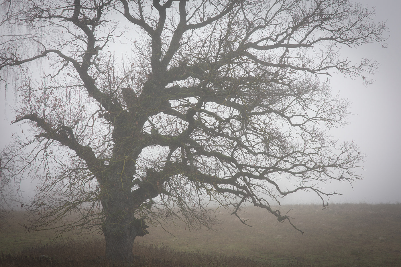 lietuva lithuania Landscape trees autumn mist Mindaugas Buivydas fog Fog landscape Sad Nature