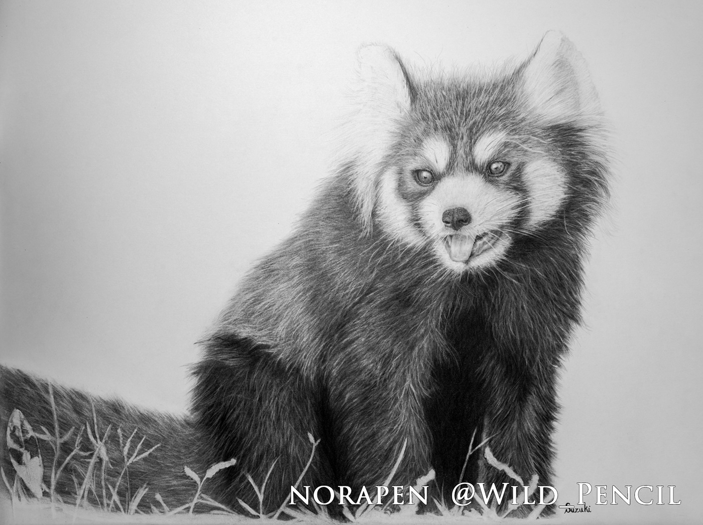 Discover 84+ red panda sketch super hot - in.eteachers