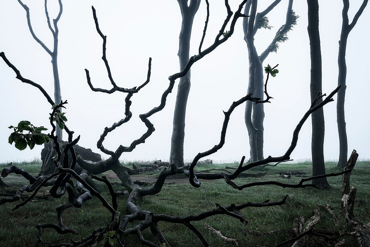 forest wood trees darkness fog mist mood baltic sea gespensterwald Nienhagen