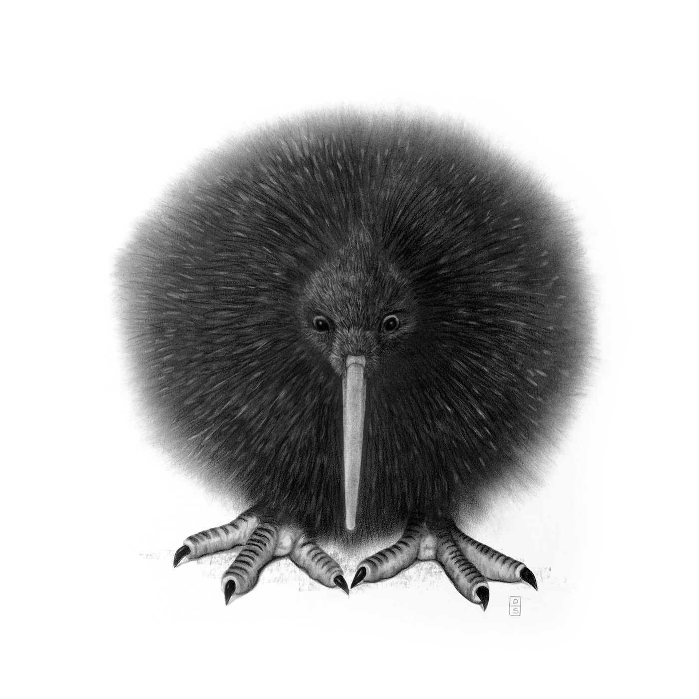 animal bird charcoal kiwi