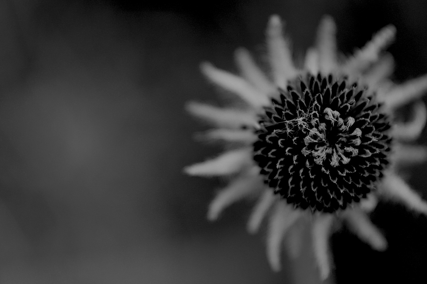 flower black and white cold