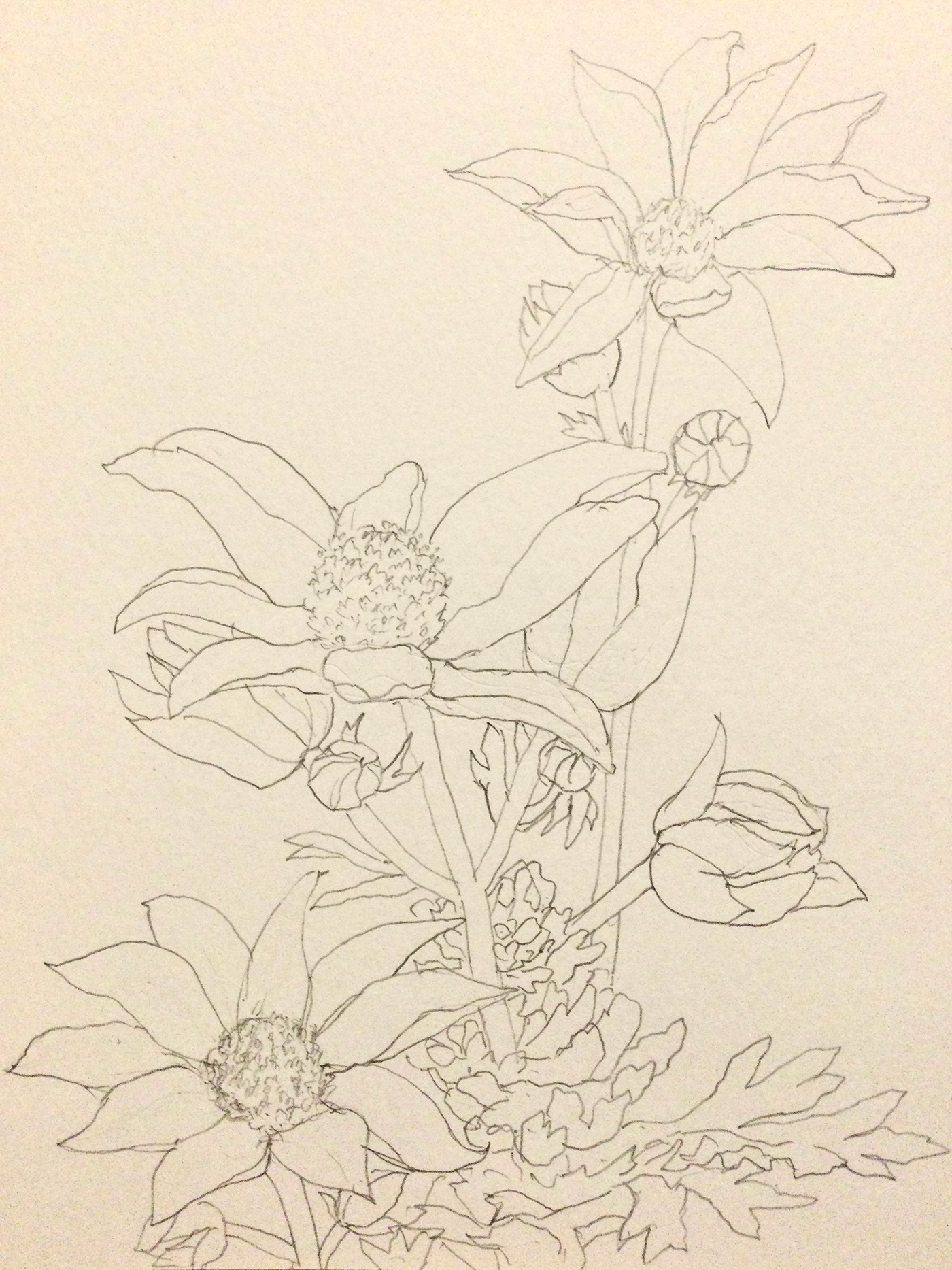 flower Flowers pencil sketch spring クリスマスローズ フランネルフラワー 梨の花