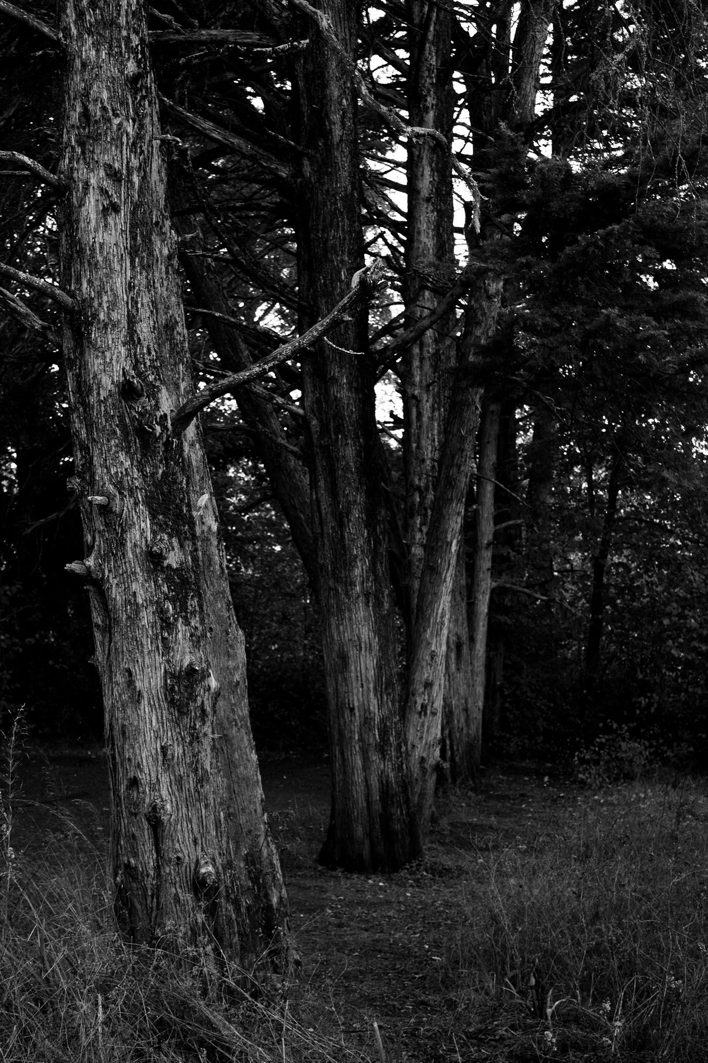 forest black and white Nature Portugal Lisbon Fine Arts 