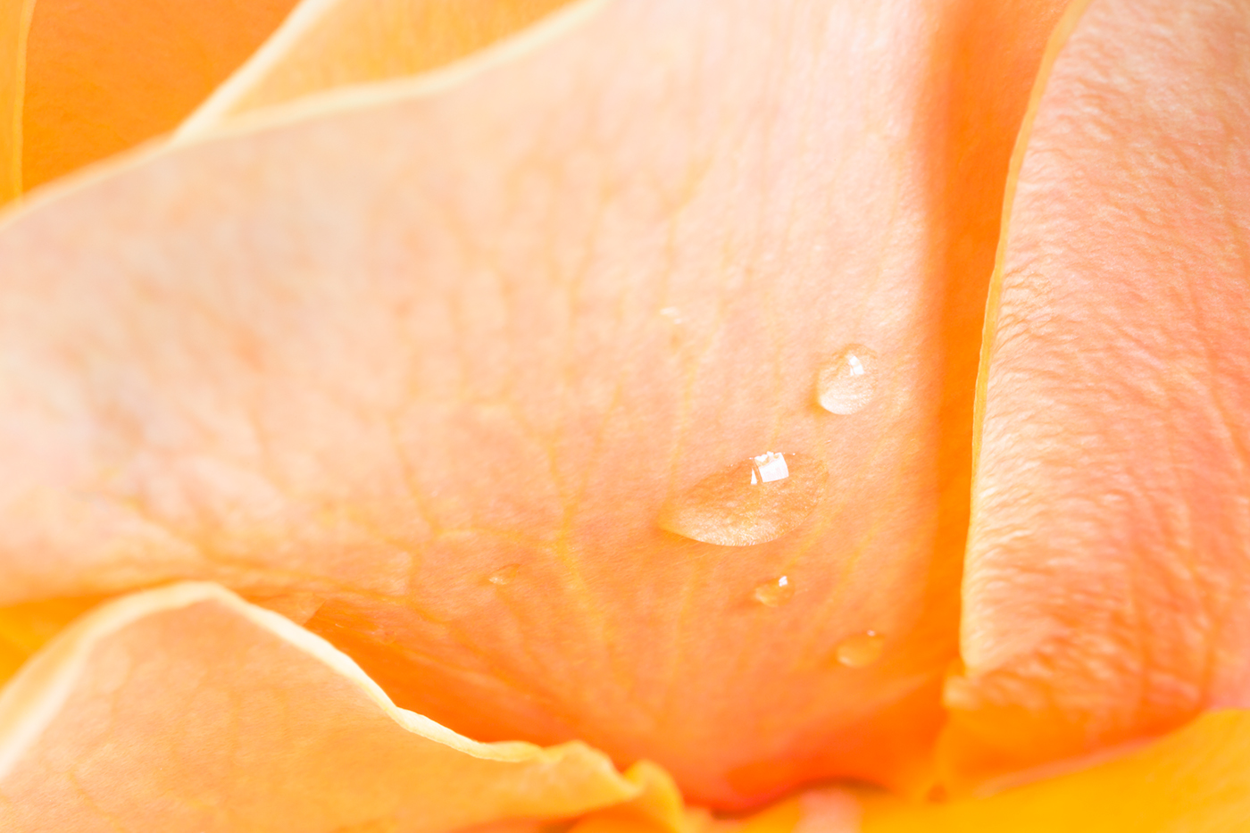 rose macro peach rose rosa petals flower Nature 'Just Joey' Water Drops