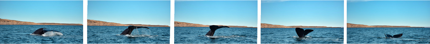 Fotografia Photography  Travel beach patagonia argentina Landscape nature photography wildlife whales
