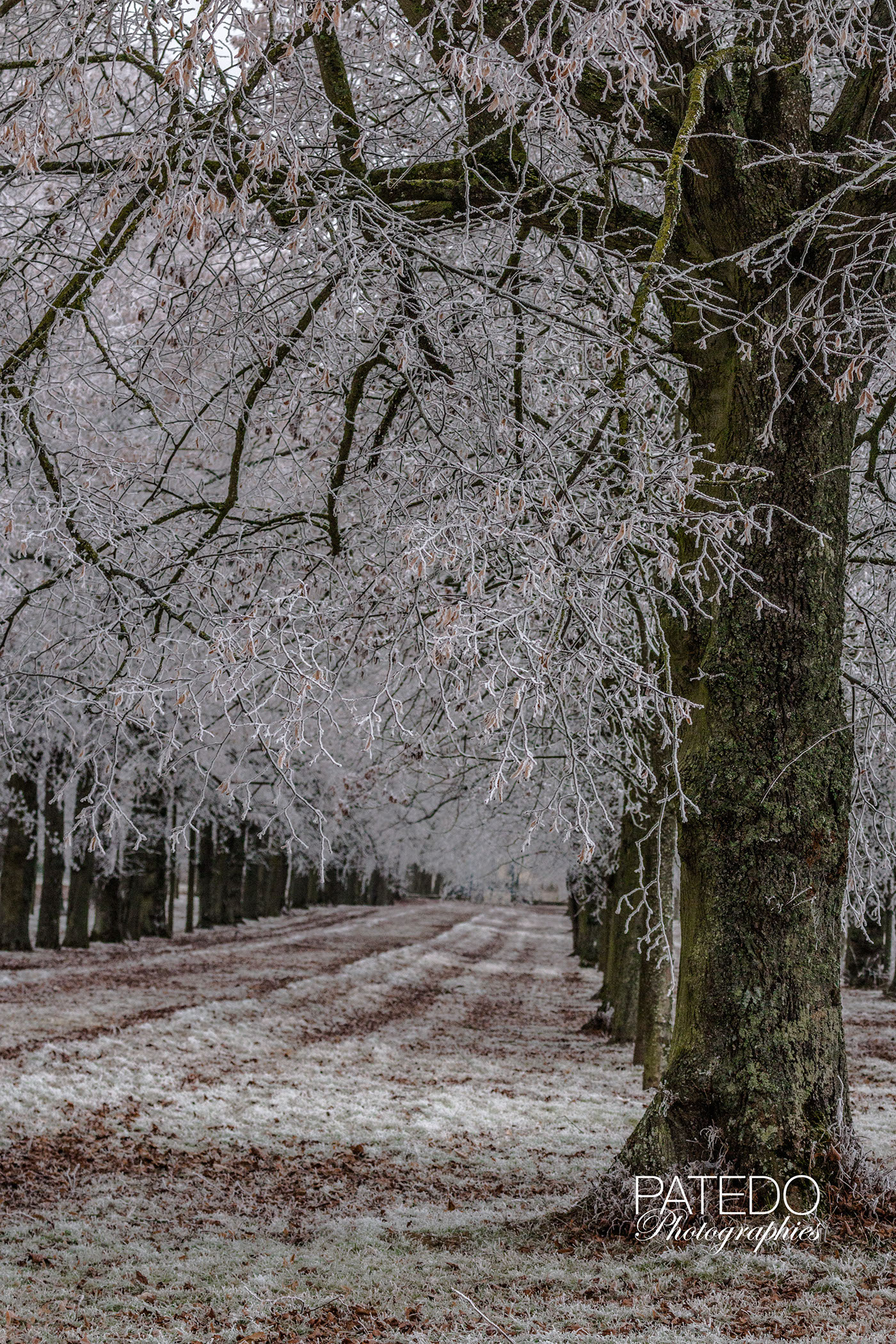 Bouville ESSONNE france hiver winter allee alley arbre Tree  gel