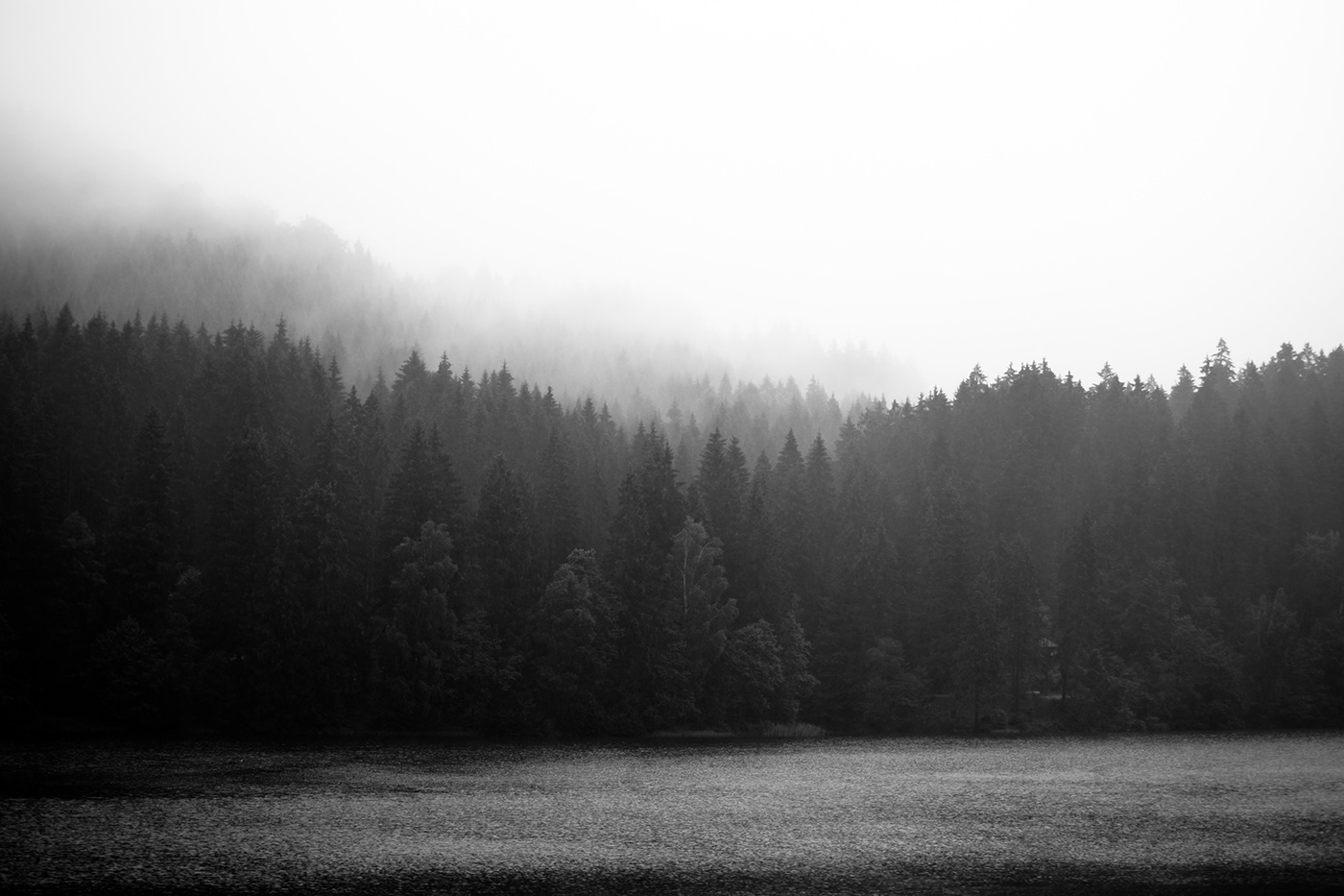 Harz Landscape forest wald natur Micro-advanture advanture fog Sunrise blackandwhite