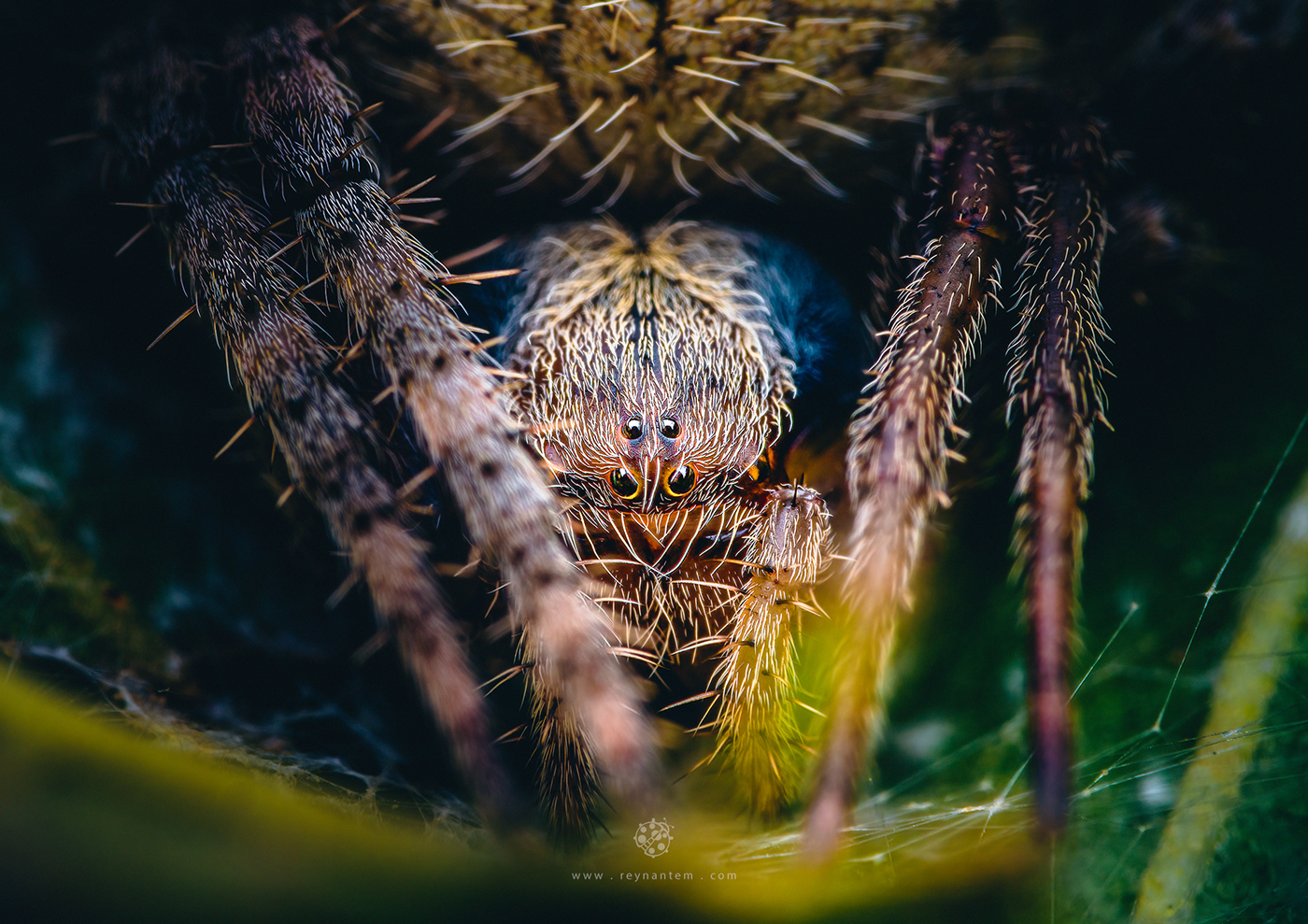 Arachnid closeup macro Nature philippines spider wildlife
