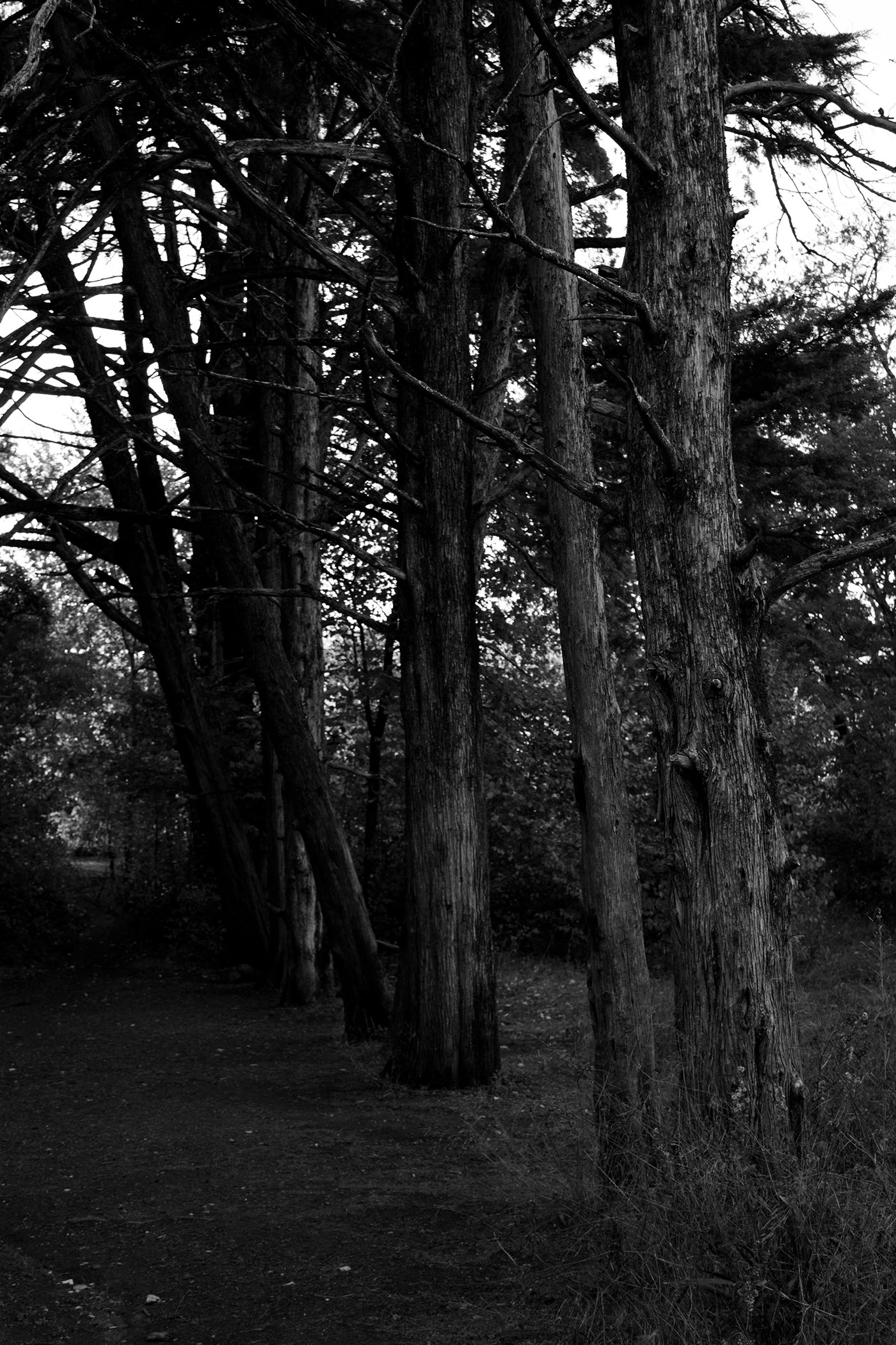 forest black and white Nature Portugal Lisbon Fine Arts 