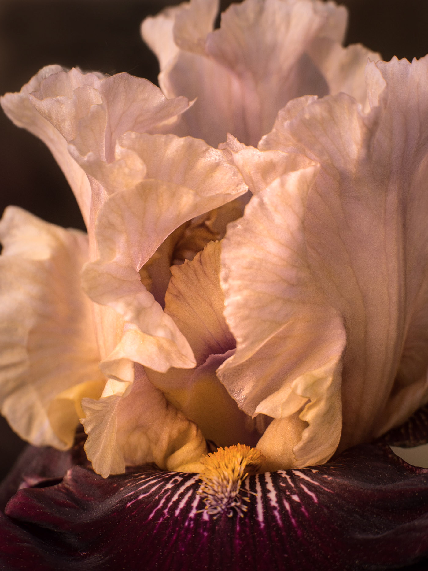 iris macro garden iris fine art prints iris photographs