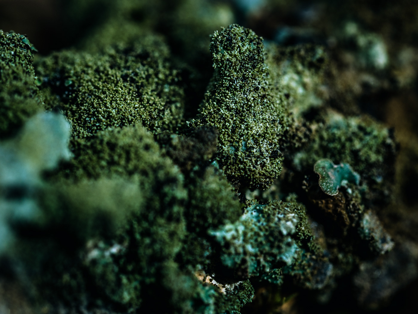 blooming earth green lichen macro Macro Photography mushroom Nature nature photography plants