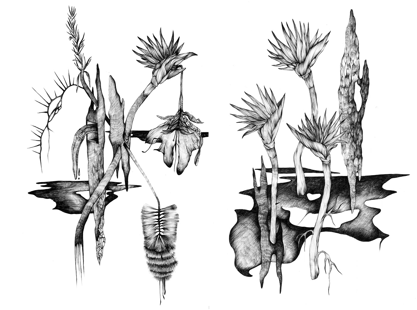 Drawing  ILLUSTRATION  botanical traditional plants