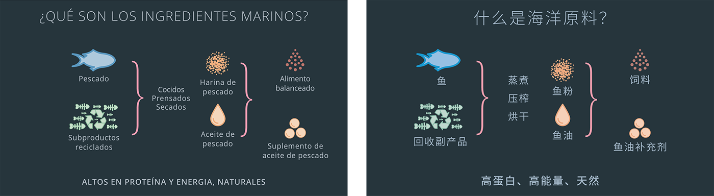 business chinese icons infographics marine multi-language Sustainability animations iconography not-for-profit
