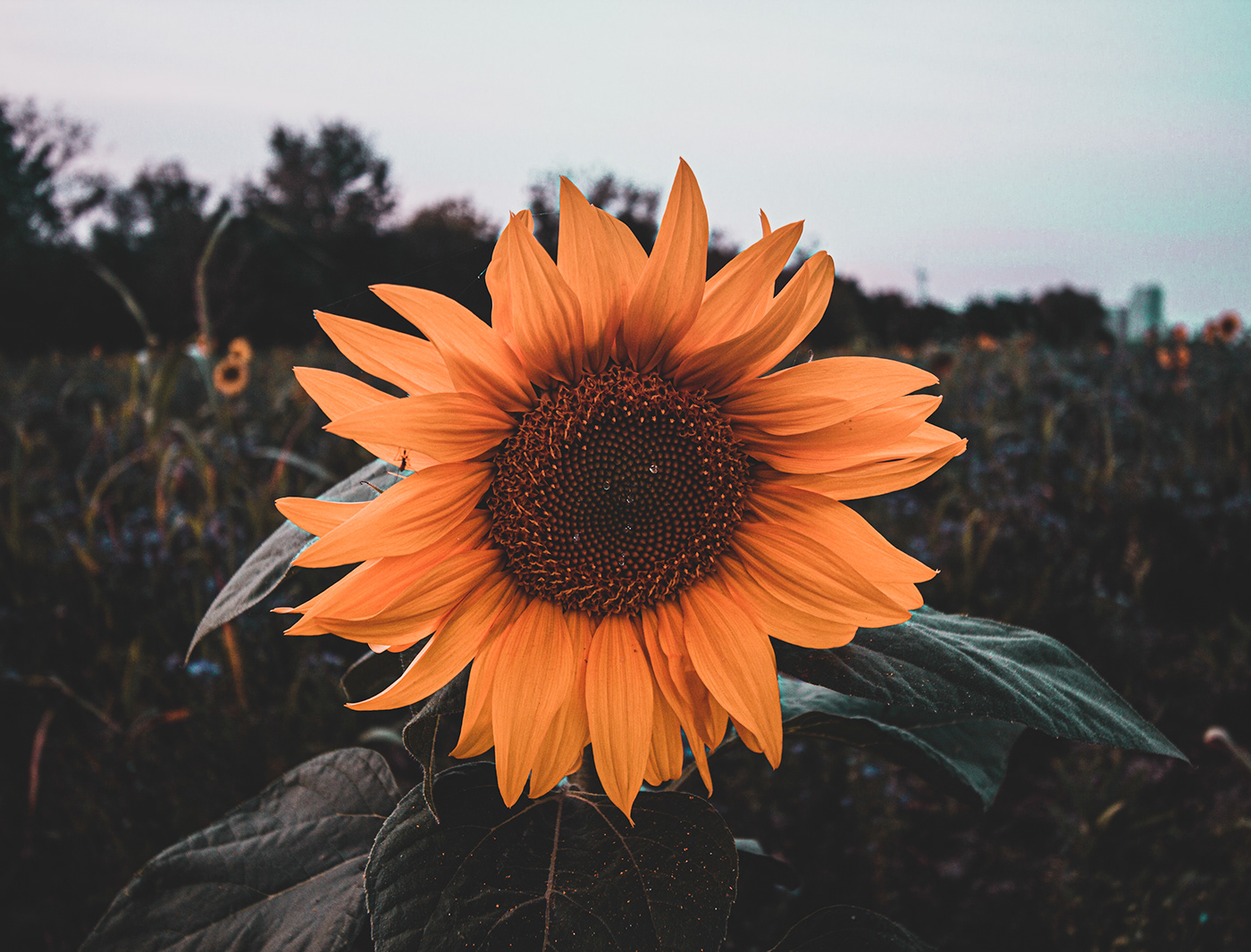 Editing  Flowers Landscape Nature Photography  photoshop retouching  summer sunflower landscape photography