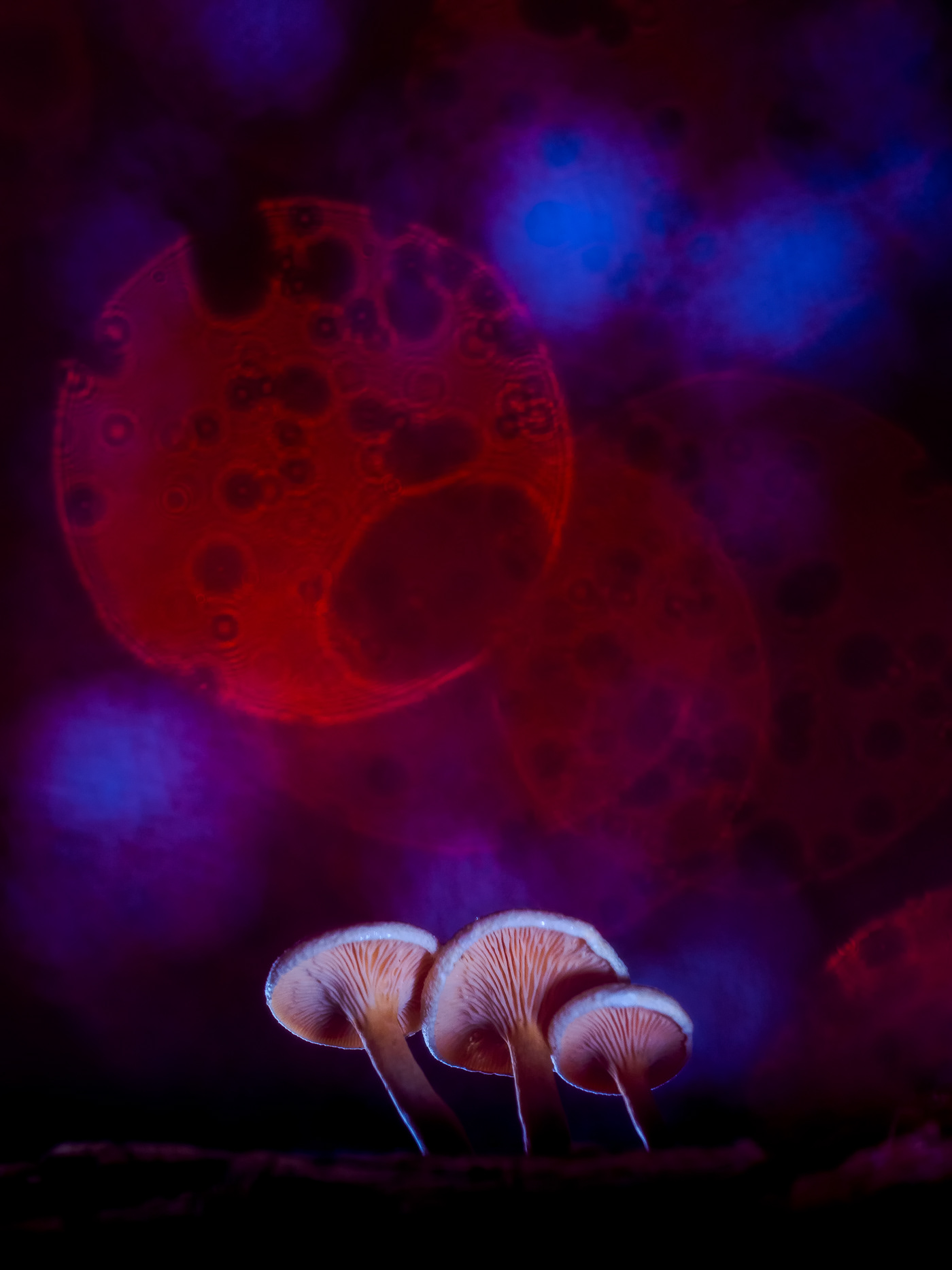 Mushrooms Nature naturaleza Photography  macrophotography forest setas