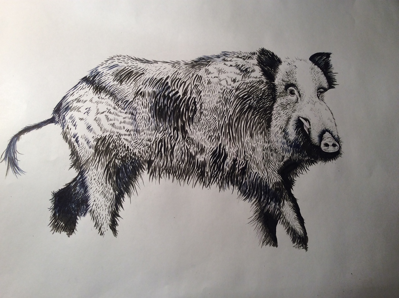 boar animal Drawing  Calligraphy   ink