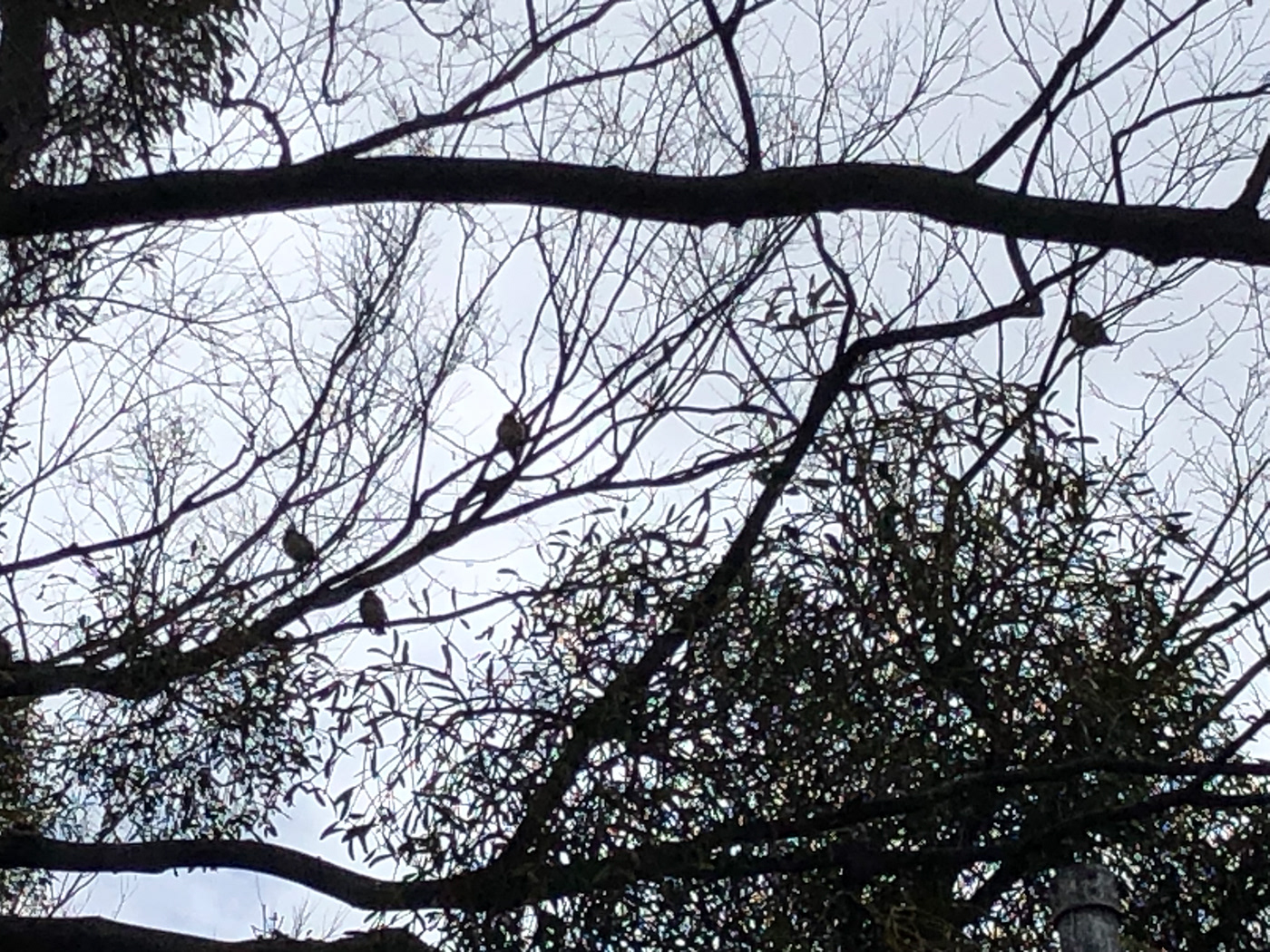bird natural Bombycilla japonica mistletoe