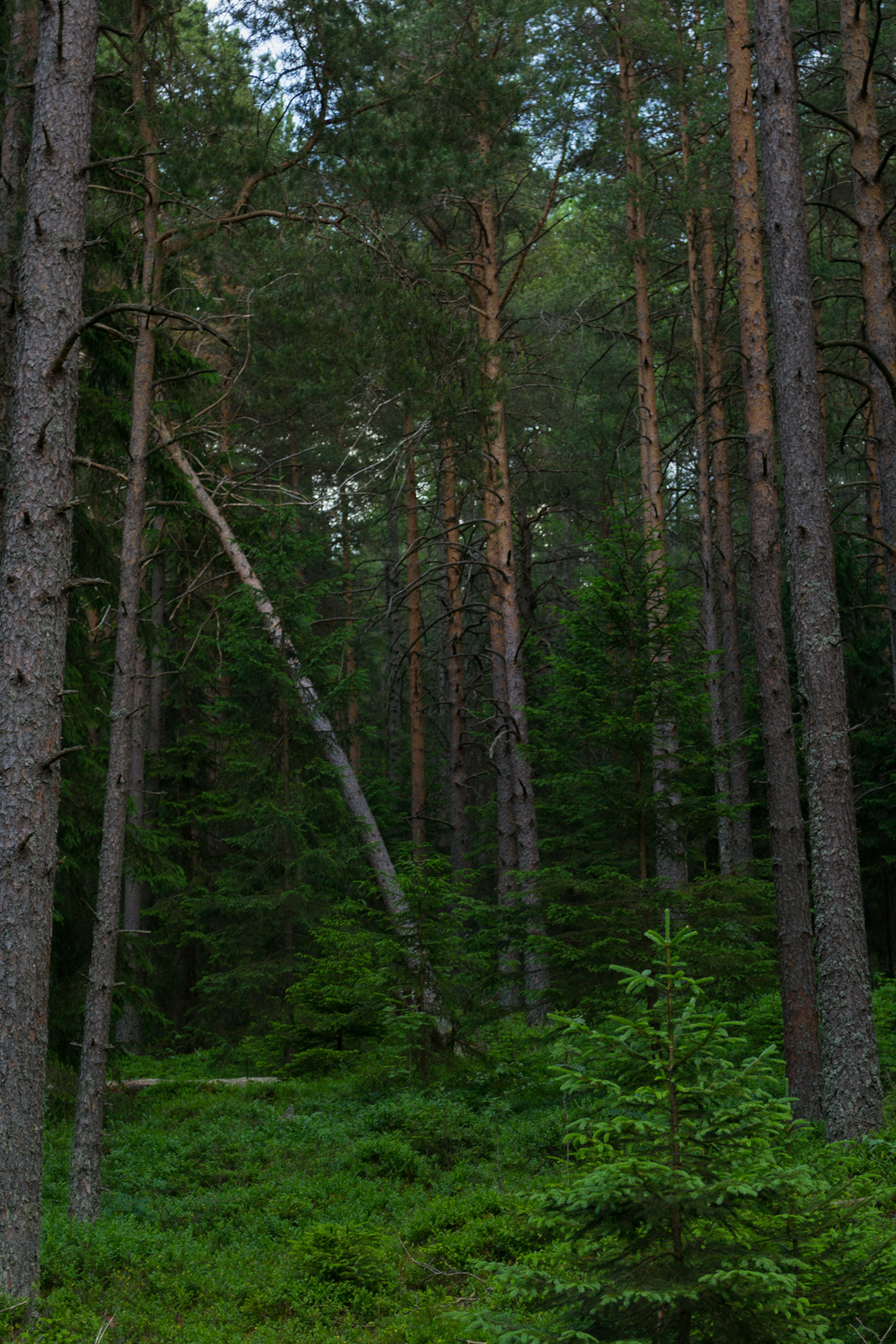 Landscape Nature outdoors forest woods green National Park Bavarian Forest sumava