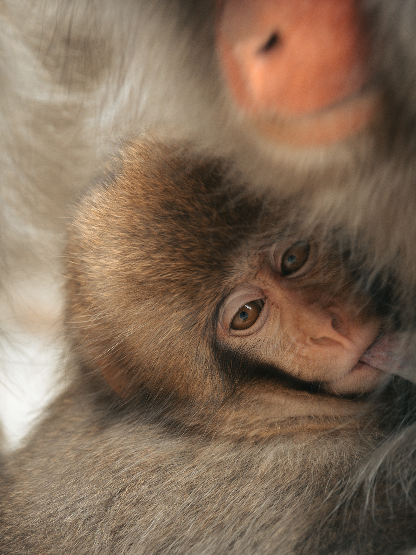 ニホンザル Japanese macaque