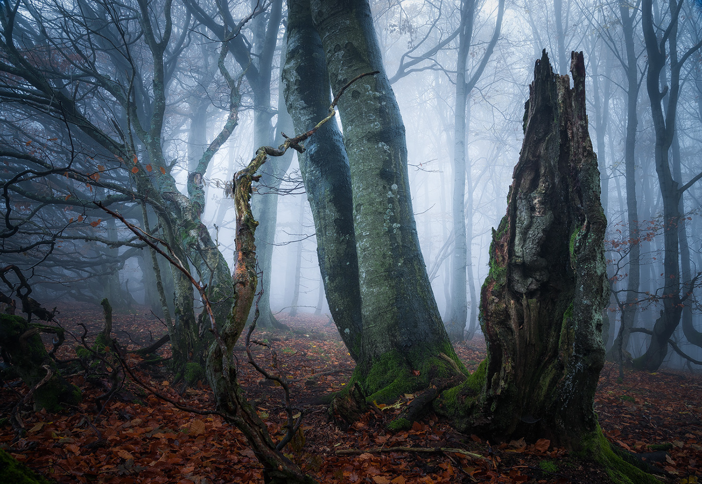 fog forest Landscape mood Nature Photography  trees woodland