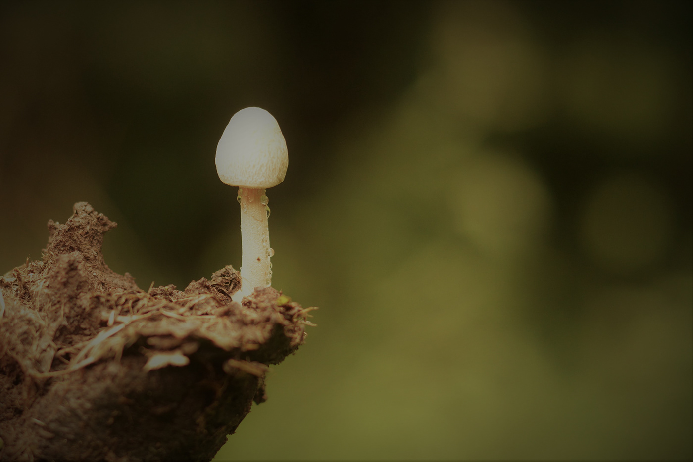 hongos mushroom Nature Photography 