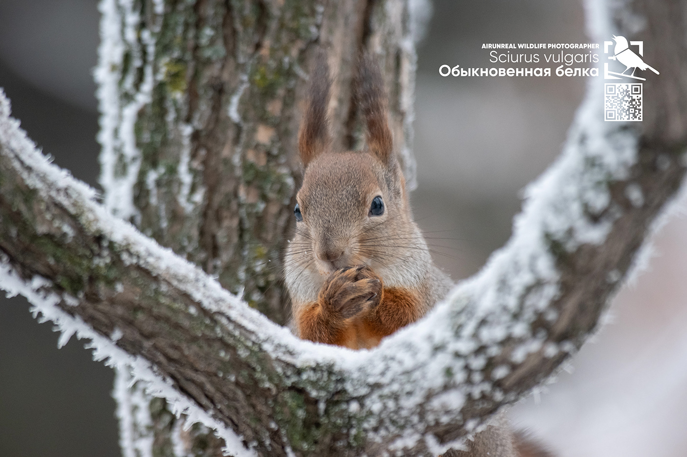 mammals Red Squirrel Russia Sciurus vulgaris squirrel volgograd wildlife