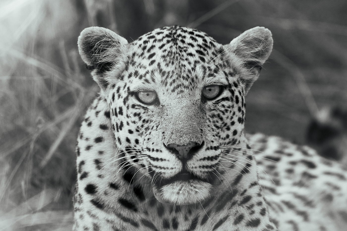 africa animal photography animals black & white black and white earth nature photography wildlife wildlife art Wildlife photography