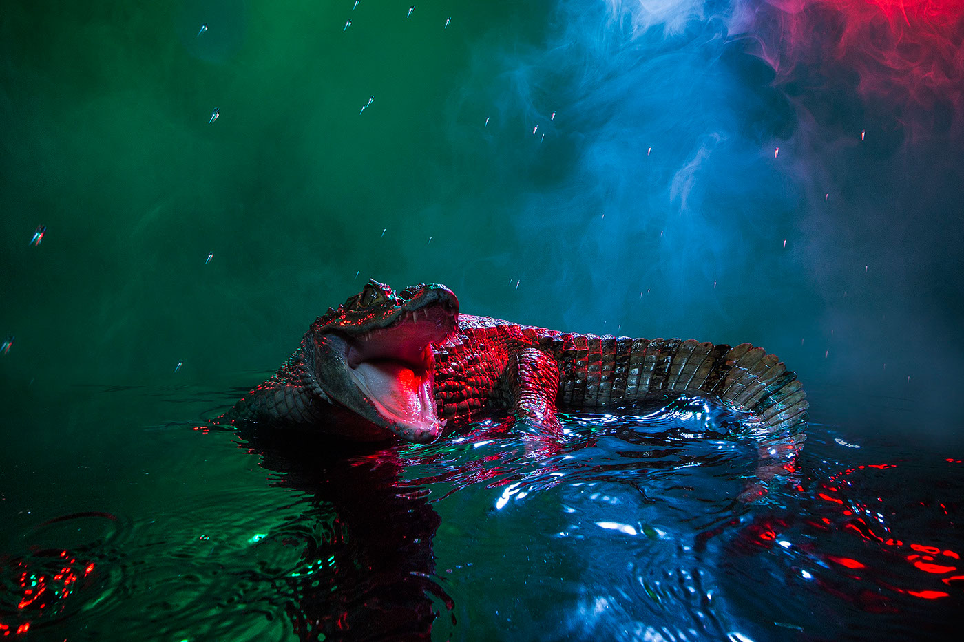 crocodile caiman animal lectures Animal lecture  lighting profoto smoke colour color motion Andrew McGibbon London studio