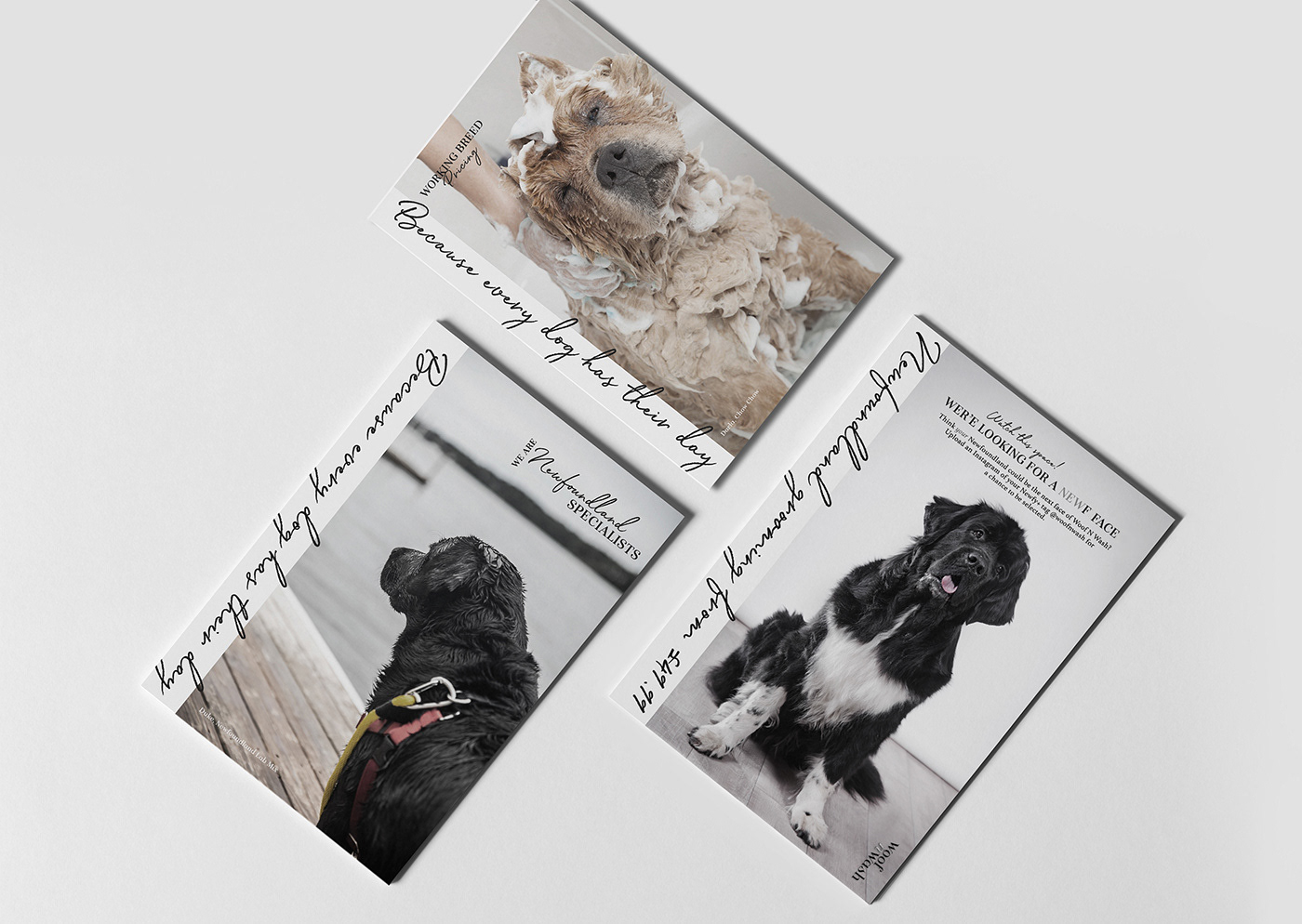 branding  dogs dog grooming Business Cards postcards logo Shop Facade woof pink