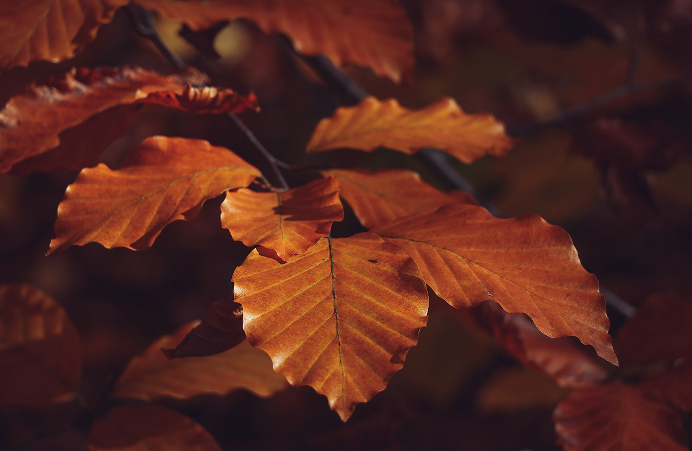 autumn autumn leaves autumn photography color corection forest Landscape Nature Photography  photoshop