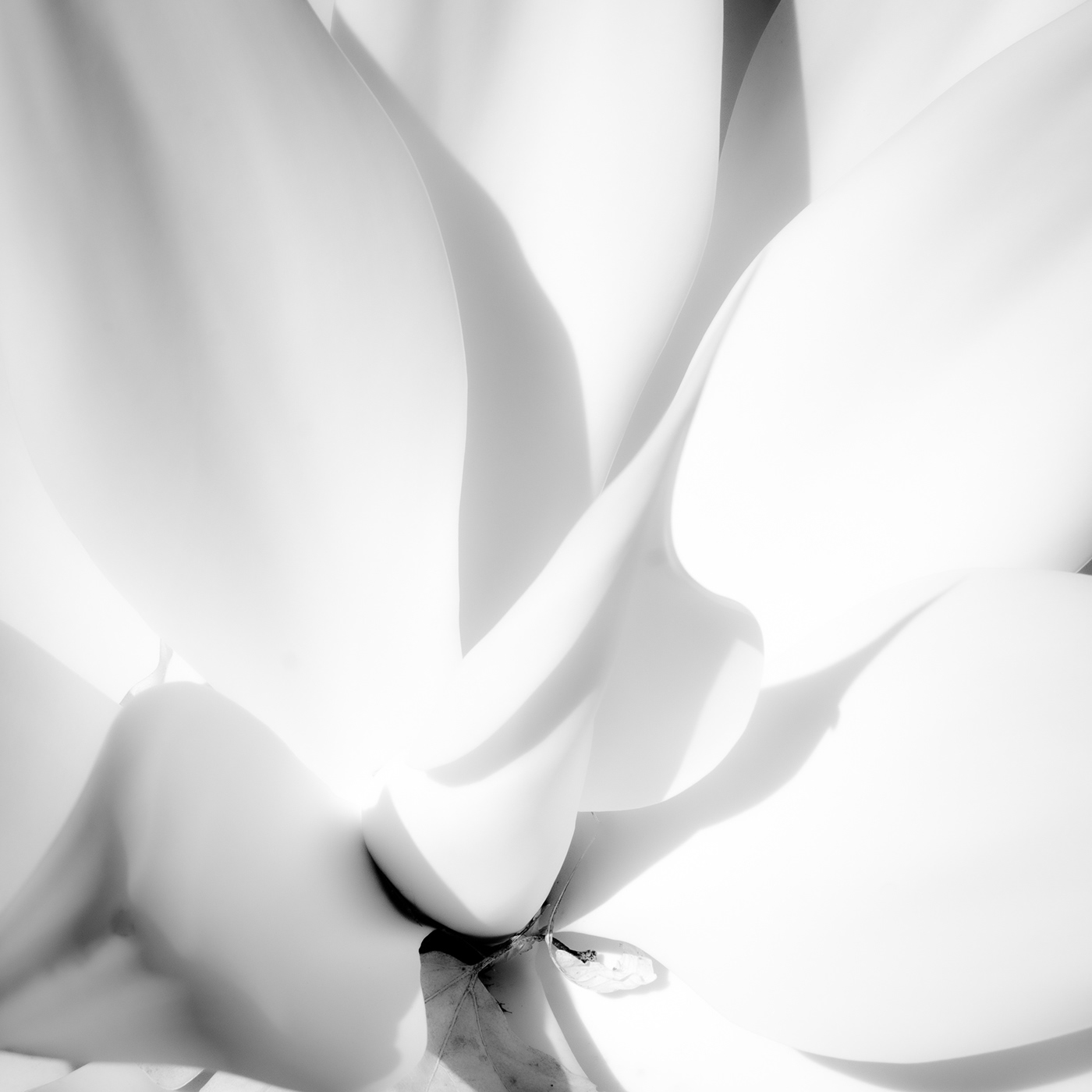 black and white botany Flora infrared photography lightroom Nikon Photography  plants still life Succulent
