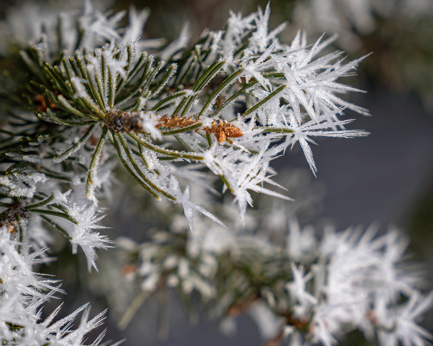 Nature Photography  lightroom winter cold ice macro rime ice Colorado Rocky Mountains