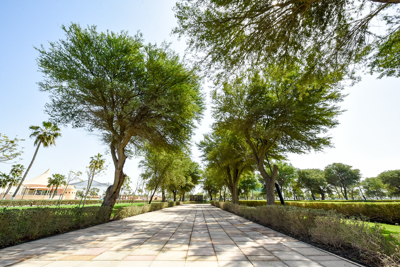 Landscape Qatar katara doha palmera green corniche AlKhor Park