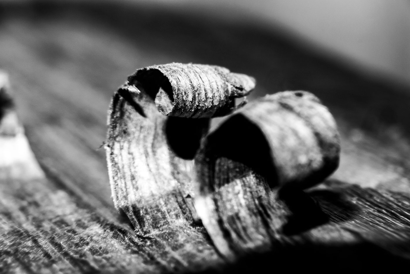 wood shavings black and white makro structure