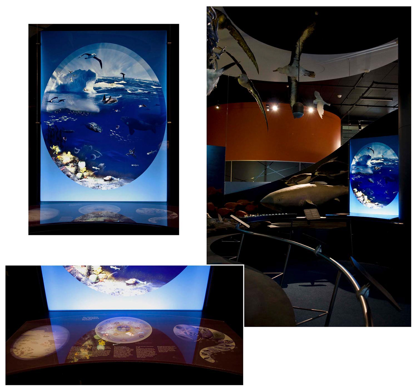 Pingala Walsh Display Exhibition Graphics antarctica Food web southern ocean  museum