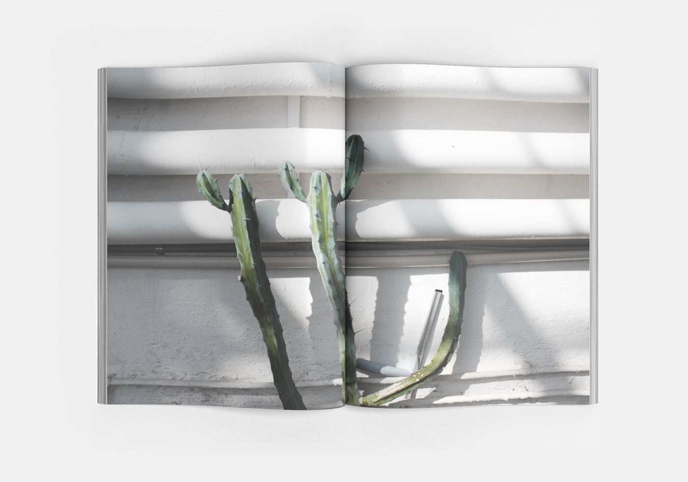 botanical garden palm cactus Plant green greenhouse light shadow Forms quote photoshoot pastel Tropical magazine